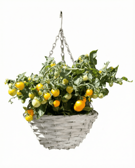 Sementes de Tomate Cereja Anão Gourmandise Yellow Solanum Lycopersicum para Cesto Suspenso