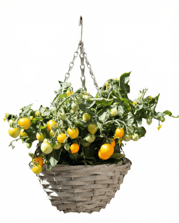 Solanum lycopersicum – tomate enano de cereza Gourmandise Yellow para cesta colgante cultivado desde semilla