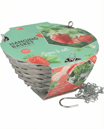 Fragaria × ananassa – Fresa para cesta colgante Temptation cultivada desde semilla