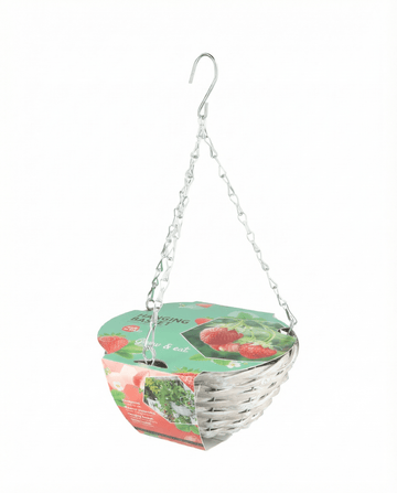 Semillas de fresa para cesta colgante Temptation – kit de cultivo de SeedsChoice