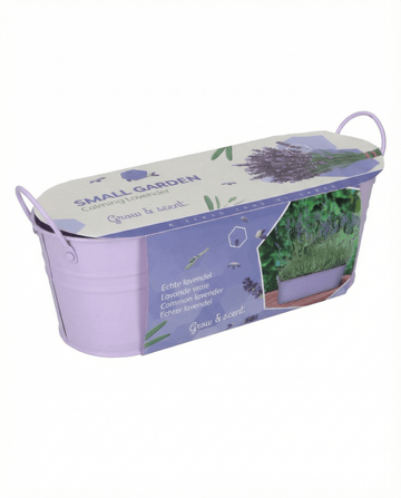 Lavanda (Lavandula angustifolia) – semillas de hierba perenne con kit de cultivo de SeedsChoice