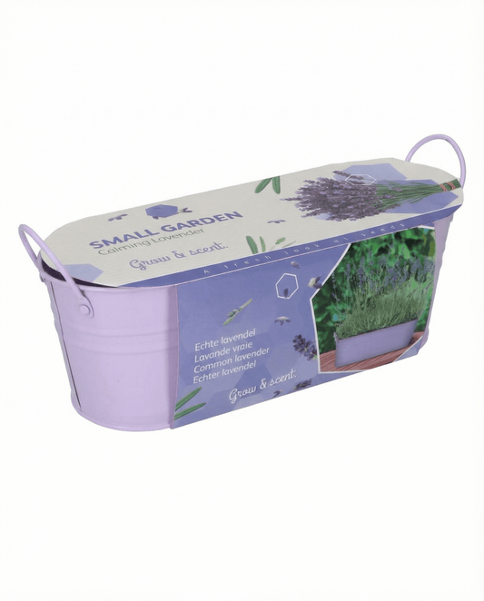Lavanda (Lavandula angustifolia) – semillas de hierba perenne con kit de cultivo de SeedsChoice