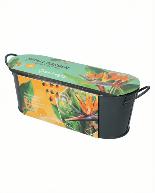 Ave del paraíso (Strelitzia reginae) – semillas de flor perenne de SeedsChoice