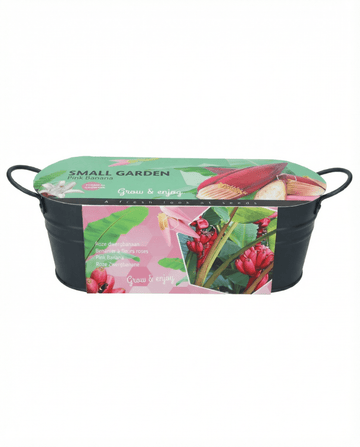 Semillas de Pink Banana Indoor Pot (Musa velutina) – planta de interior