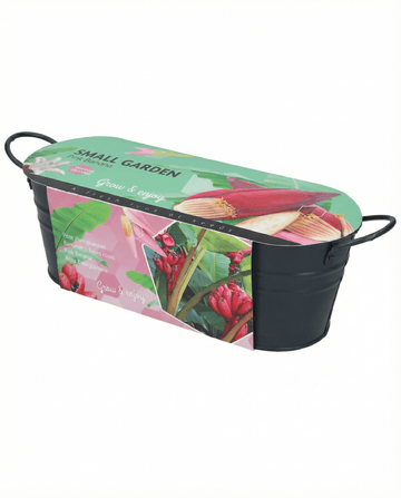 Musa velutina – plátano rosa de interior cultivado desde semilla