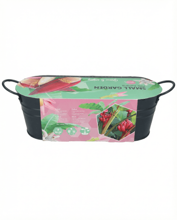 Semillas de Pink Banana Indoor Pot – planta de interior de SeedsChoice