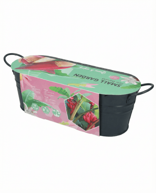 Sementes de bananeira-rosa para vaso interior (Musa velutina) – sementes de planta de interior da SeedsChoice