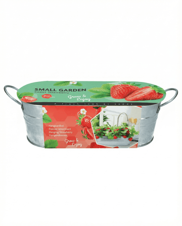 Fragaria ananassa – Fresa colgante cultivada desde semilla