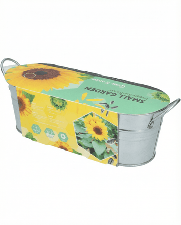 Helianthus annuus – Girasol enano de porte bajo cultivado desde semilla