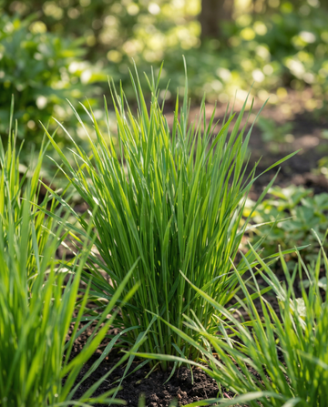 Sementes de Relva para Gatos Cevada (Hordeum vulgare) – kit de cultivo