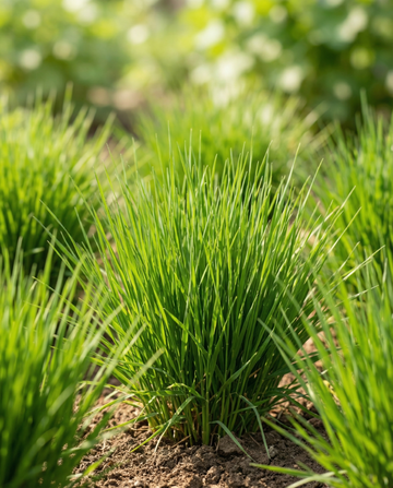 Relva para Gatos Cevada (Hordeum vulgare) – sementes em kit de cultivo da SeedsChoice