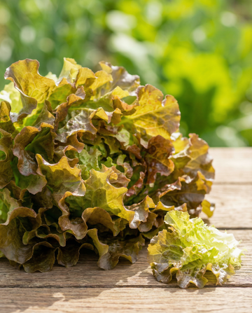 Fita de sementes de alface de folha (Lactuca sativa) – fita de sementes anual da SeedsChoice