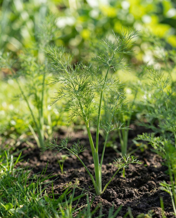 Discos de Sementes de Endro Embalagem 4 Unidades (Anethum graveolens) – discos de sementeira anuais da SeedsChoice