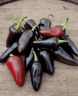 Sementes de pimento Fresno Red Capsicum annuum anual