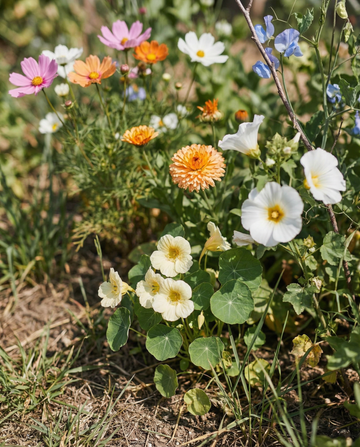 Collection Beginner Mix With Labels Pencil Instructions – annual flower seeds from SeedsChoice