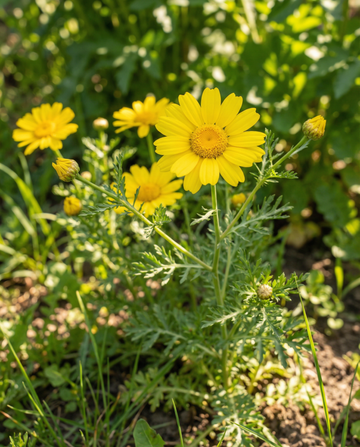 Sementes de malmequer-dos-campos (Chrysanthemum segetum) – flor anual