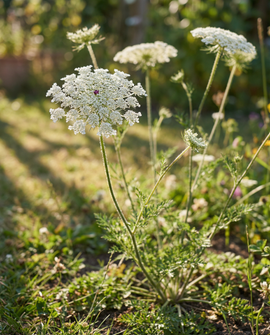 Wild Carrot Seeds Daucus Carota Biennial Flower