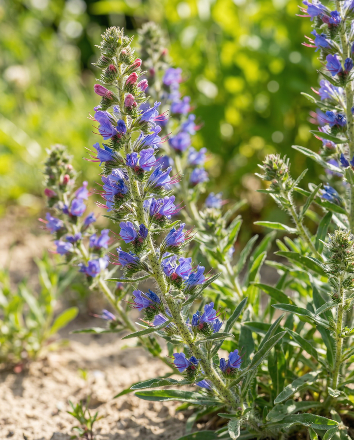 Semillas de mezcla de viborera (Echium vulgare) – flor bienal