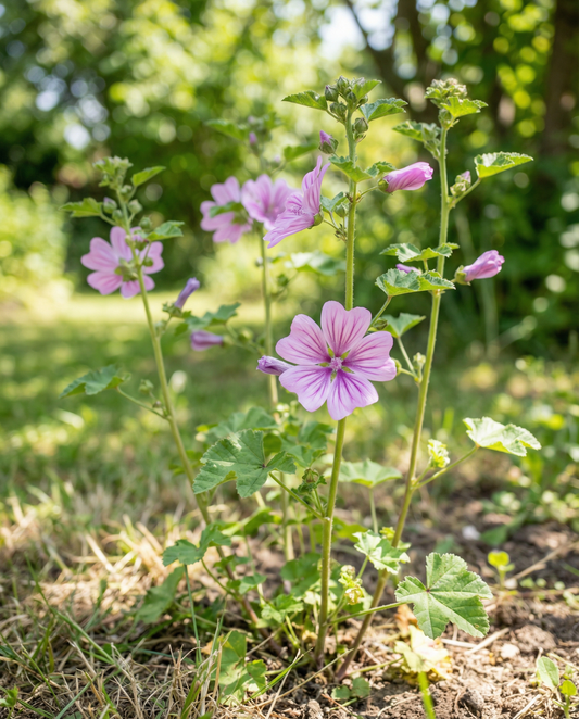 Malva Mix (Malva sylvestris) – semillas de flor bienal de SeedsChoice