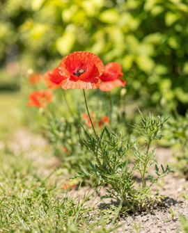 Semillas de amapola común Papaver Rhoeas Mezcla de flor anual
