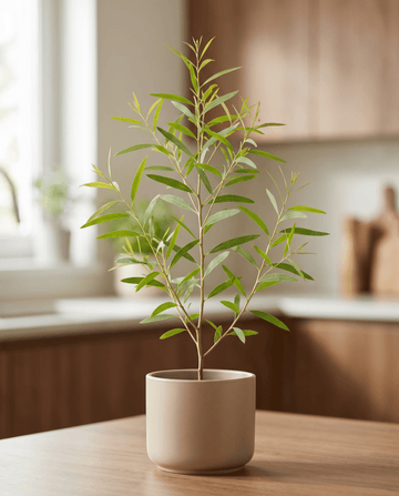 Sementes de eucalipto-limão (Eucalyptus citriodora) – erva perene