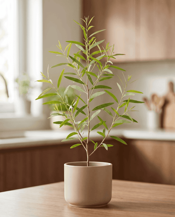 Eucalipto-limão (Eucalyptus citriodora) – sementes de erva perene da SeedsChoice