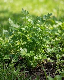 Semillas de apio para cortar, Apium graveolens, hierba anual