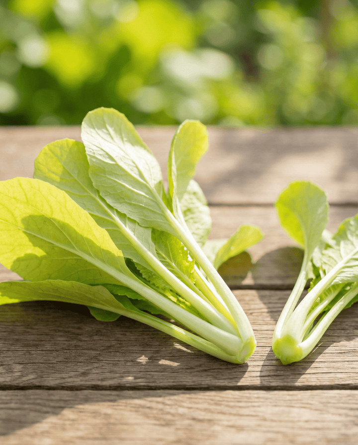 Semillas de grelos amarillos (Brassica pekinensis) – hortaliza anual