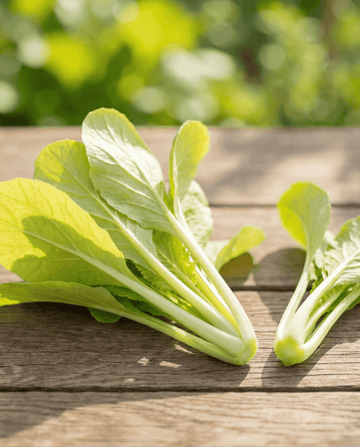 Grelos amarillos (Brassica pekinensis) – semillas de hortaliza anual de SeedsChoice