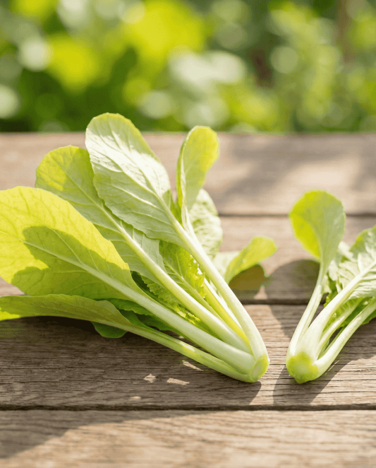 Grelos amarillos (Brassica pekinensis) – semillas de hortaliza anual de SeedsChoice