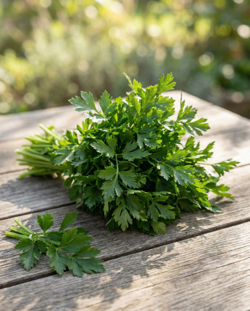 Semillas de apio de corte Amsterdamse Donkergroene (Apium graveolens) – hortaliza anual