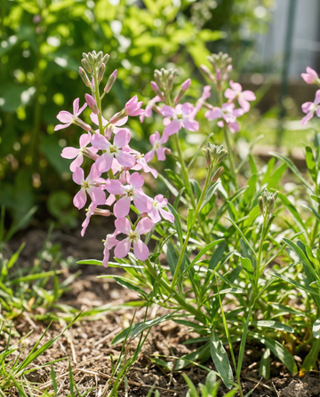 Alhelí nocturno rosa (Matthiola longipetala) – semillas de flor anual de SeedsChoice