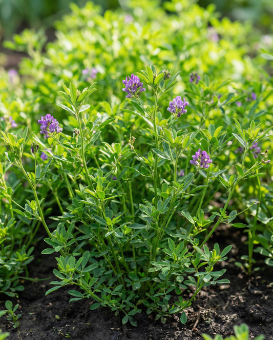 Semillas de trébol alfalfa abono verde 200g (Medicago sativa) – semillas de abono verde anual de SeedsChoice