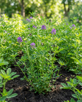 Semillas de trébol alfalfa Medicago Sativa abono verde anual 200g