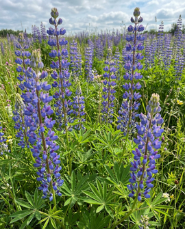 Semillas de lupino azul Lupinus Angustifolius abono verde anual 100g