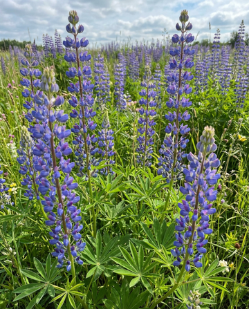 Sementes de Tremoço Azul Adubo Verde 100 g (Lupinus angustifolius) – adubo verde anual