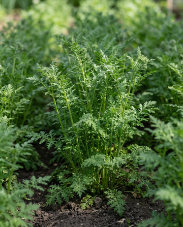 Semillas de facelia abono verde 100g (Phacelia tanacetifolia) – abono verde anual