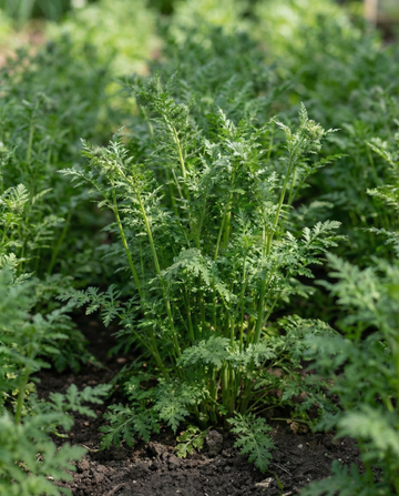 Facelia abono verde 100g (Phacelia tanacetifolia) – semillas anuales de abono verde de SeedsChoice