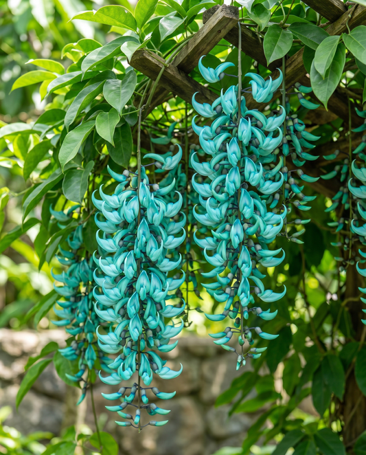 Jade Vine Trepadeira Turquesa (Strongylodon macrobotrys) – sementes de trepadeira da SeedsChoice