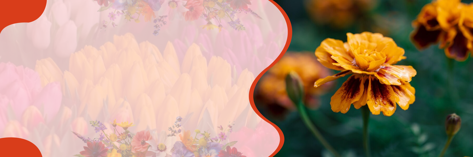 Flores – banner na SeedsChoice