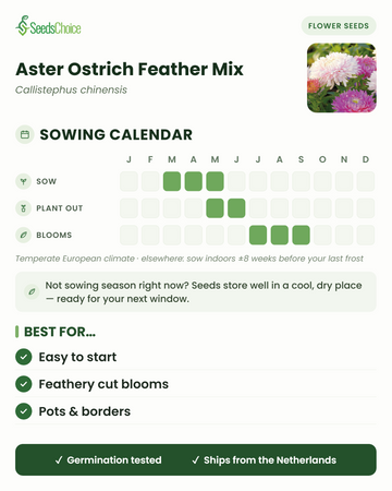 Calendario de siembra de Aster Ostrich Feather Mix en un clima europeo templado: siembra de marzo a mayo, trasplante de mayo a junio, floración de julio a septiembre; las semillas se conservan bien hasta la siguiente temporada de siembra