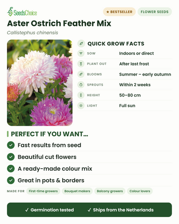 Datos de cultivo del Aster Ostrich Feather Mix Callistephus chinensis: siembra en interior o directamente en primavera, trasplanta tras la última helada, florece de verano a principios de otoño, altura 50-80 cm, pleno sol — flores de corte plumosas en mezcla de colores