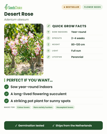 Datos de cultivo de Desert Rose Adenium obesum: siembra en interior durante todo el año, germina en 2-4 semanas, altura 80-120 cm, pleno sol — una suculenta florida de larga vida para lugares soleados