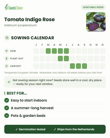 Calendário de sementeira para Tomato Indigo Rose num clima europeu temperado: semear de março a junho, transplantar de maio a junho, colher de julho a setembro; as sementes conservam-se bem até à próxima época de sementeira