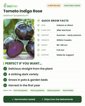 Factos rápidos sobre o tomate Indigo Rose: semear em interior ou diretamente na primavera, transplantar após a última geada, colher do verão ao início do outono, altura de 80-120 cm com tutor, pleno sol — uma variedade de tomate de coloração escura e muito decorativa