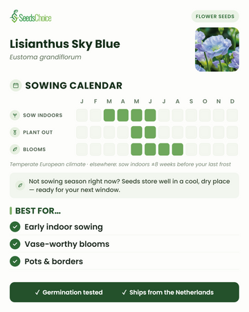 Calendario de siembra de Lisianthus Sky Blue en un clima europeo templado: siembra bajo techo de marzo a junio, trasplante de mayo a junio, floración de mayo a agosto; las semillas se conservan bien hasta la siguiente temporada de siembra