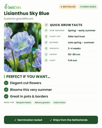 Lisianthus Sky Blue Eustoma grandiflorum datos de cultivo rápido: siembra en interior de primavera a principios de verano, trasplanta tras la última helada, florece de finales de primavera a verano, altura 50-80 cm, sol pleno — elegantes flores de corte