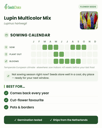 Calendario de siembra de Lupin Multicolor Mix en un clima europeo templado: siembra de marzo a mayo o de agosto a octubre, floración de mayo a septiembre; las semillas se conservan bien hasta la siguiente temporada de siembra