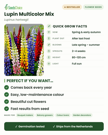 Lupino Multicolor Mix Lupinus hartwegii datos de cultivo rápido: siembra en primavera o principios de otoño, trasplanta tras la última helada, florece de finales de primavera a verano, altura 80-120 cm, pleno sol — una planta perenne que vuelve cada año