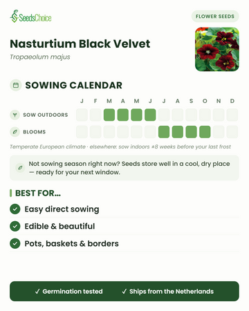 Calendario de siembra de Nasturtium Black Velvet en un clima europeo templado: siembra directa de marzo a junio, floración de julio a octubre; las semillas se conservan bien hasta la siguiente temporada de siembra
